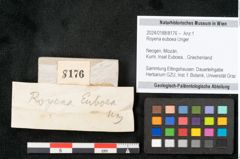 Foto (Objekt + Etikett) von Royena euboea Unger (NHMW-GEO-2024-0188-8176)